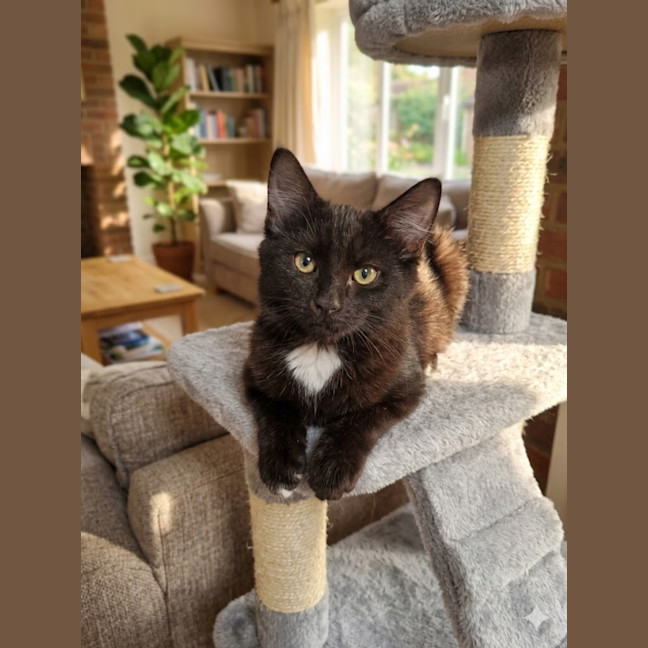 Photo of Merlin