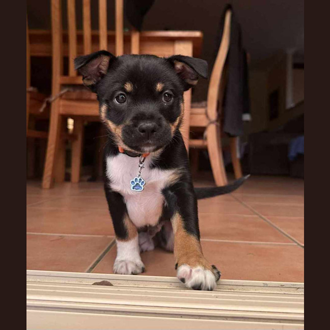 Photo of Alfie