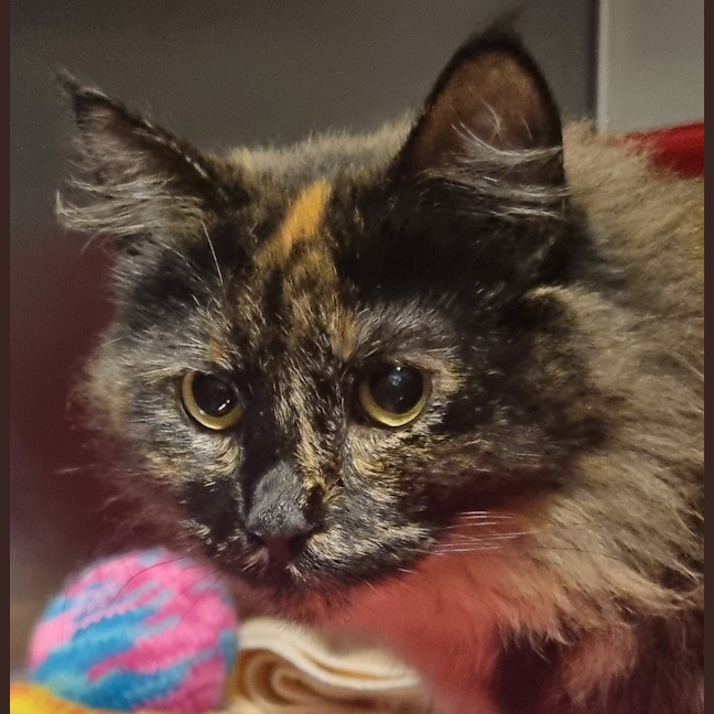 Photo of Megara