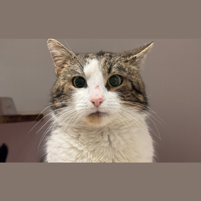 Photo of Byron