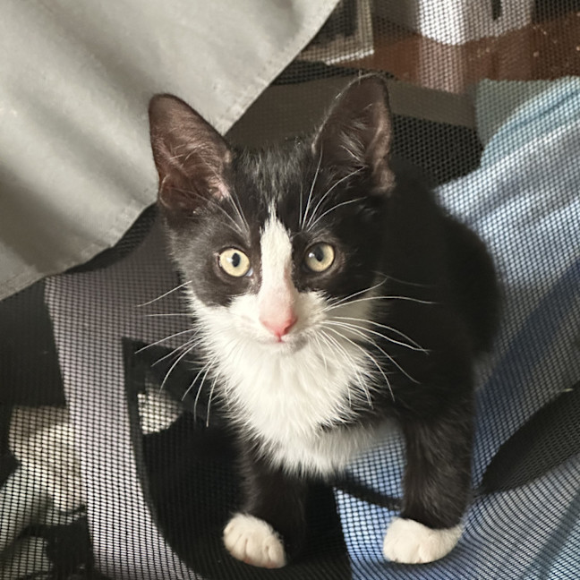 Photo of Cola