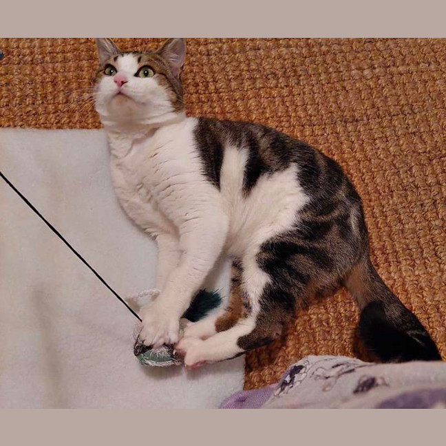 Photo of Bub