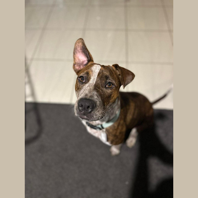 Photo of Maple