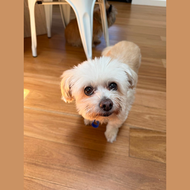 Photo of Matey   10 Year Old Moodle