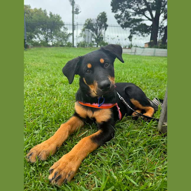 Photo of Gracie   4 Month Old Rottweiler X Shepherd 