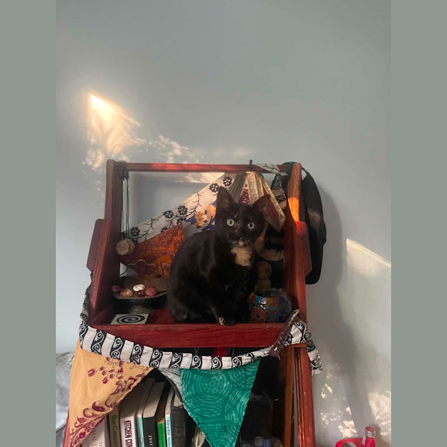 Photo of Frankie   6 Month Old Domestic Medium Hair
