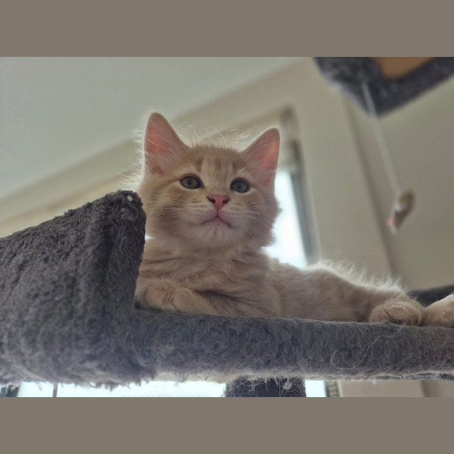 Photo of Gingie Bread