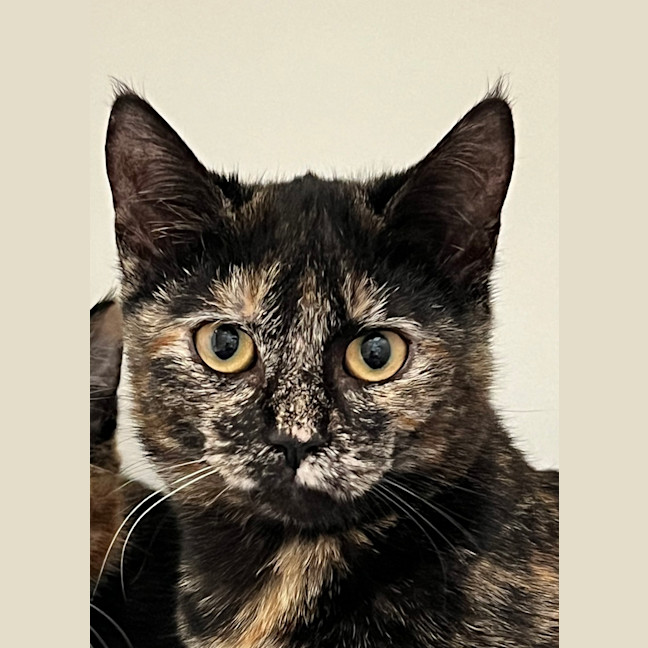 Photo of Mindy