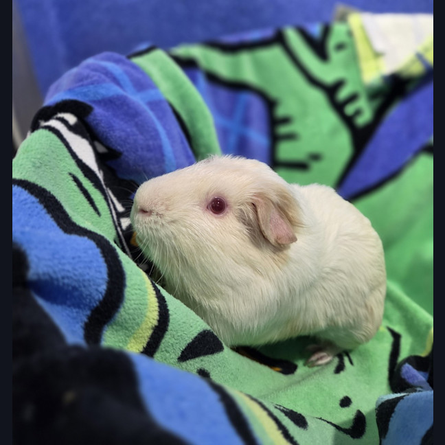 Photo of Lychee