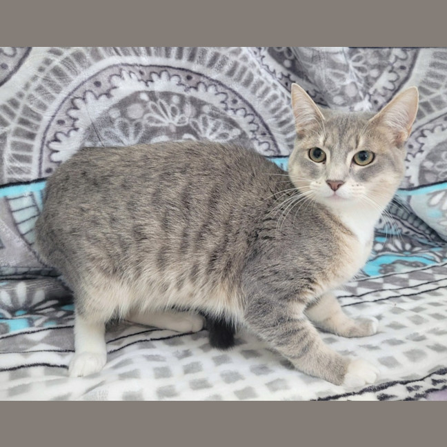 Photo of Prancer 🦌