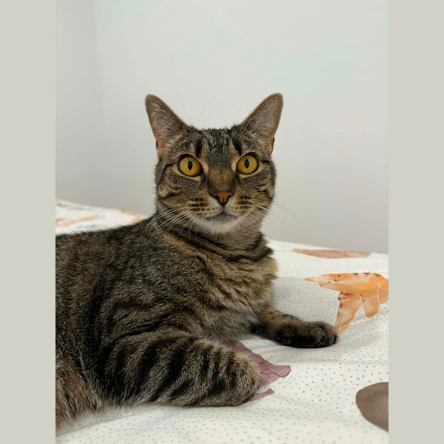 Photo of Dolly   In Foster Care In South Yarra