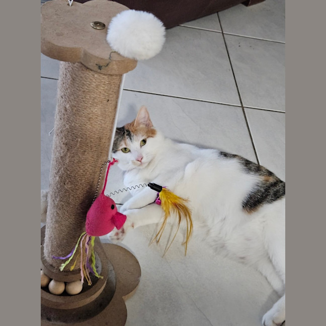 Photo of Olive