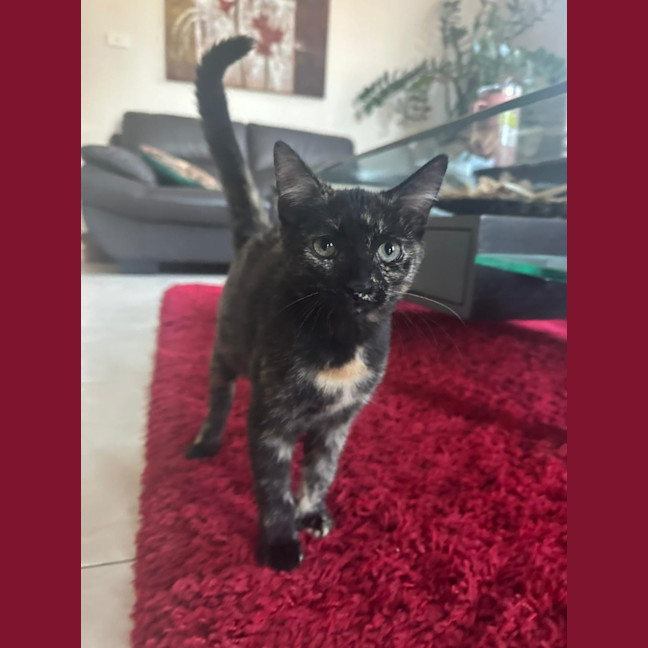 Photo of Cinnamon