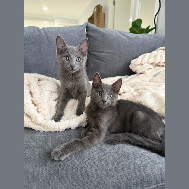 Photo of Harley & Harper