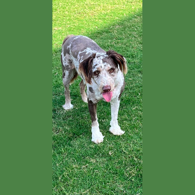 Photo of Buddy   2 Year Old Poodle X Border Collie