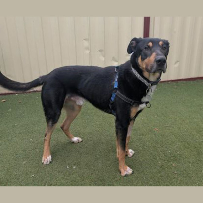Photo of Odin