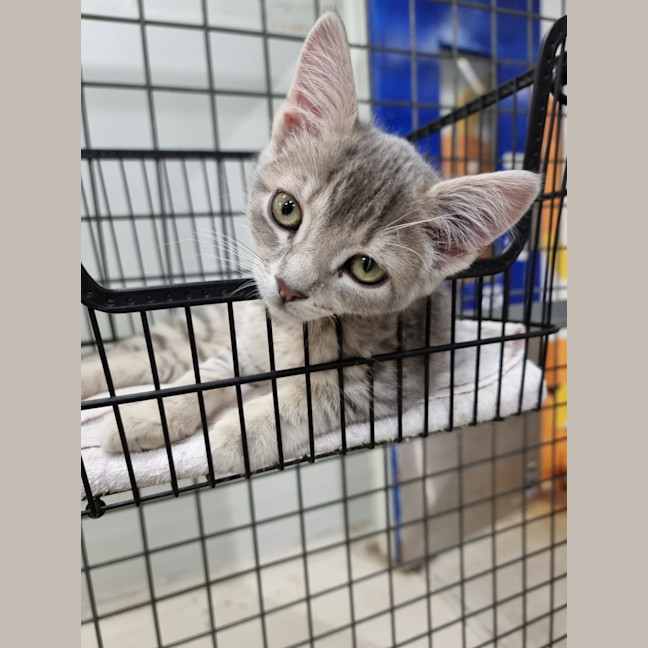 Photo of Crookshanks