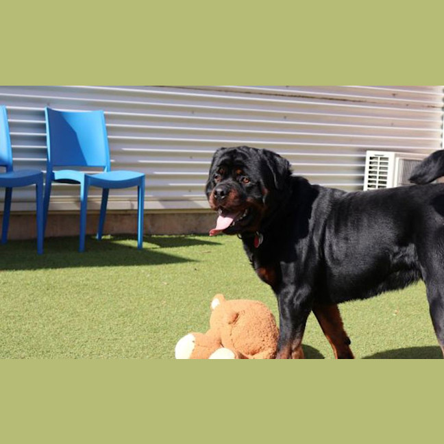 Photo of Sumo The Sun Bear