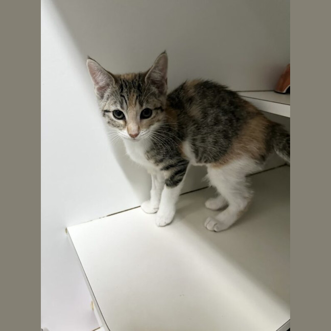 Photo of Pumyra