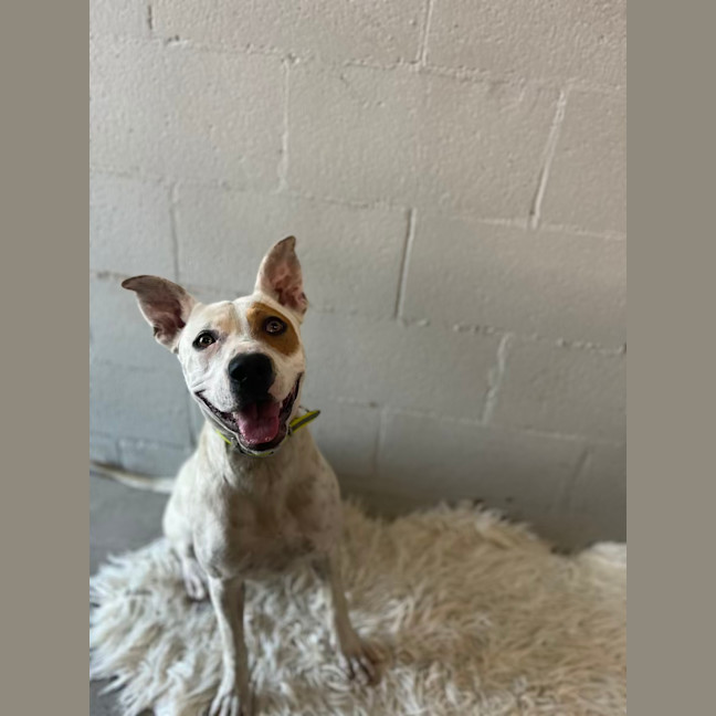 Photo of Pirate