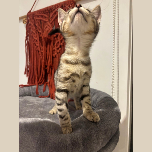 Photo of George Meet Me@Petstock Hastings 8/5