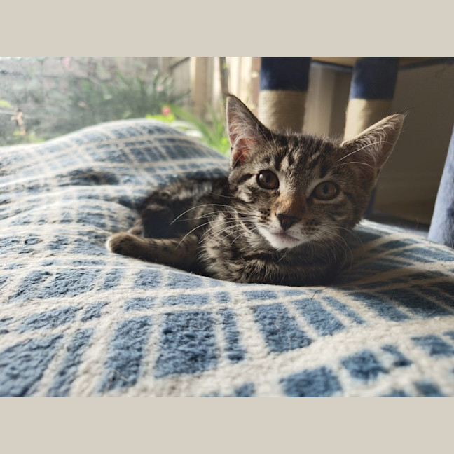Photo of Oolong