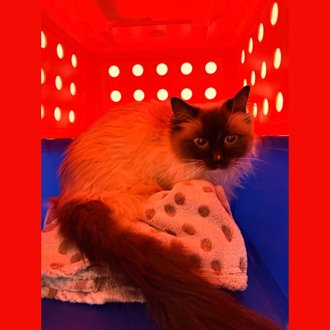 Photo of Harlo