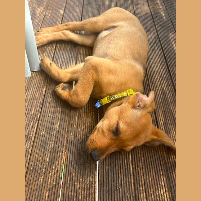 Photo of Ivy   9 Week Old Mixed Breed