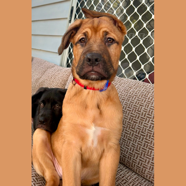 Photo of Rouge   14 Week Old Labrador X French Mastiff