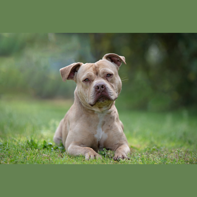 Photo of Gunner