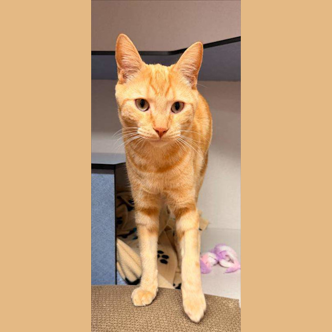 Photo of Cheetoes