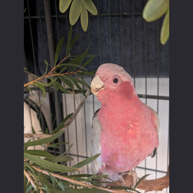 Photo of Pinky Blinky