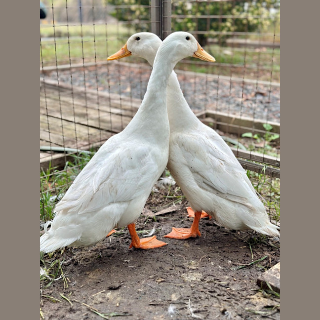 Photo of Huey & Dewey