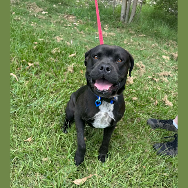 Photo of Major *$350 Adoption Fee*