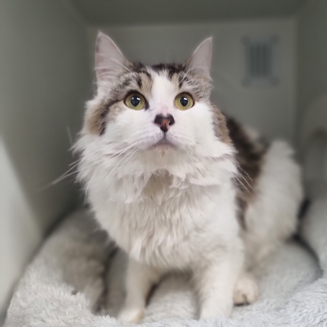Photo of Zorro