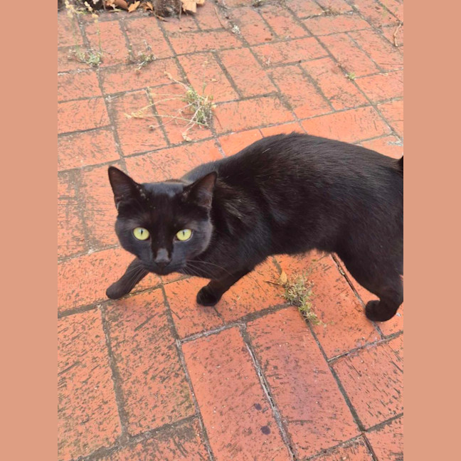 Photo of Sweet Dee   Located In Melton