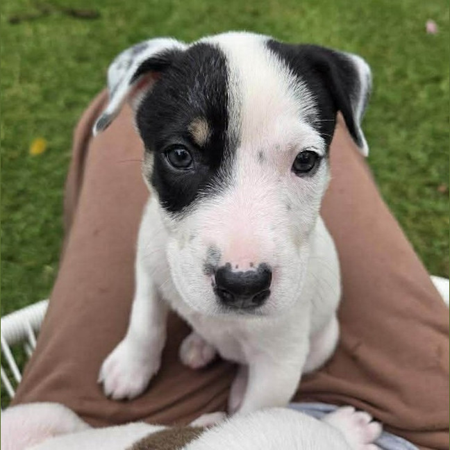 Photo of Dottie