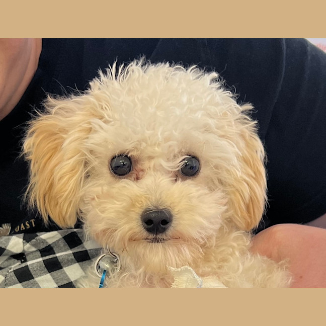 Photo of Hugo