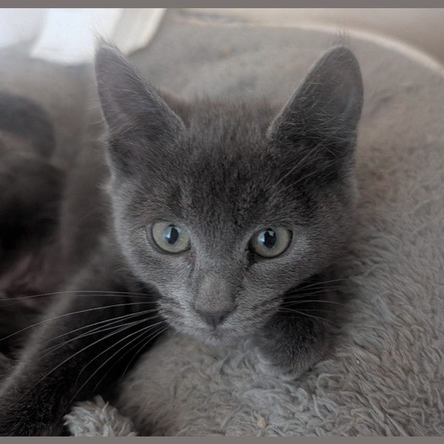 Photo of Pippin