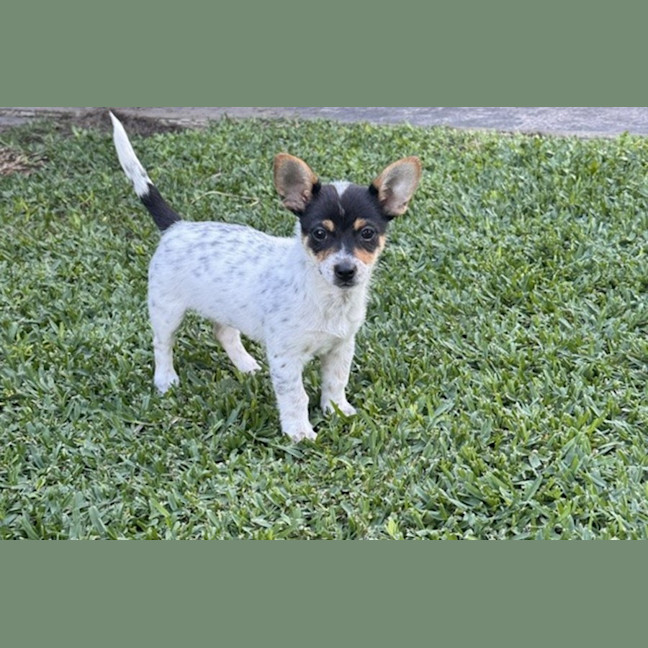 Photo of Bonnie