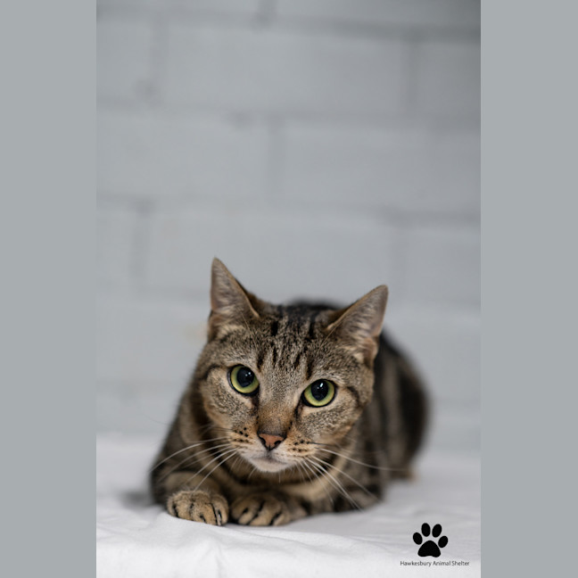 Photo of Muffin