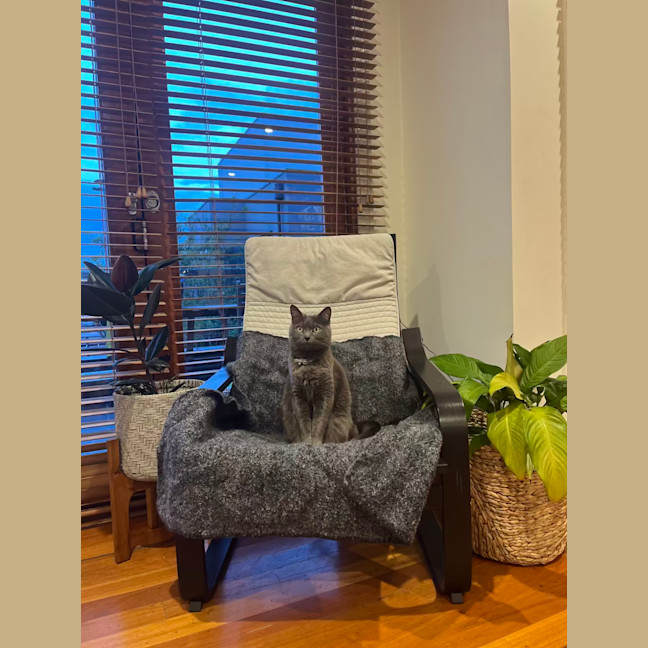 Photo of 💖 Coco 👑