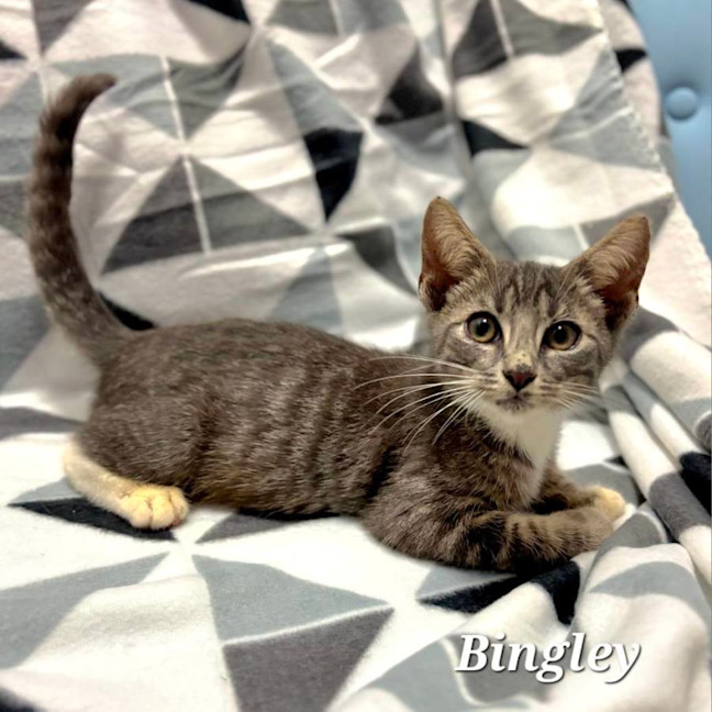 Photo of Bingley