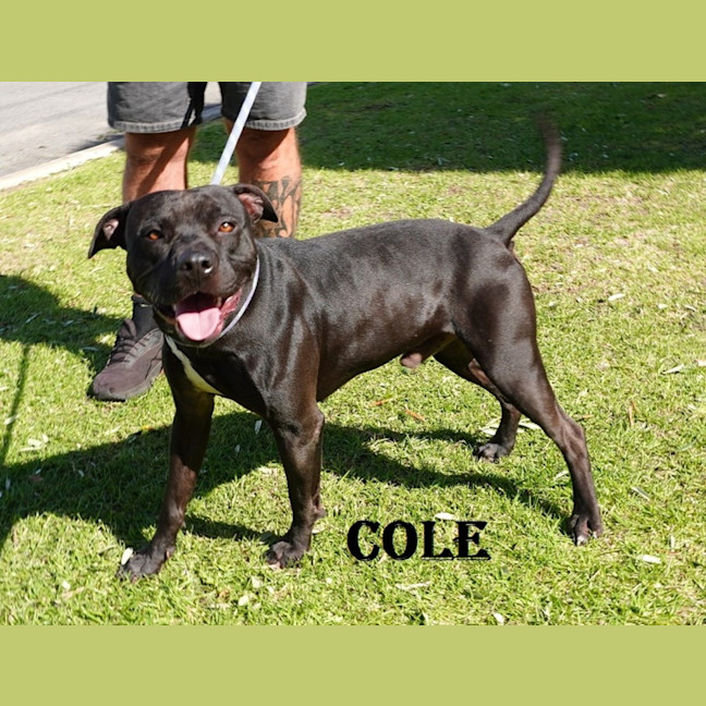 Photo of Cole