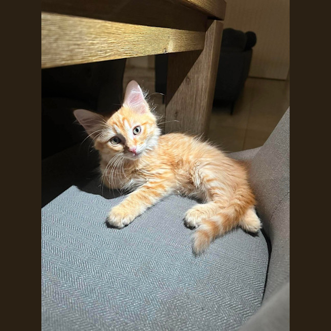 Photo of Cheetos