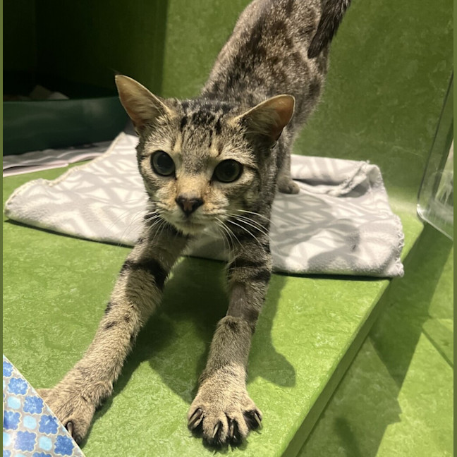 Photo of Scooter