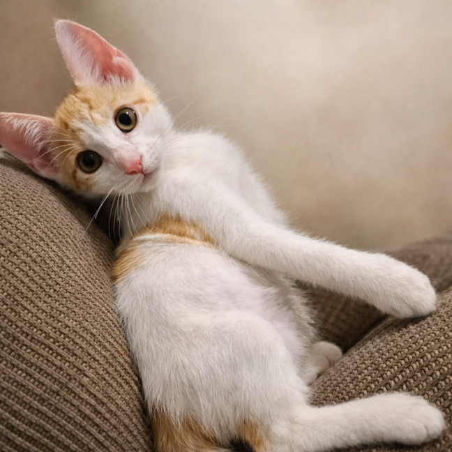Photo of Fin