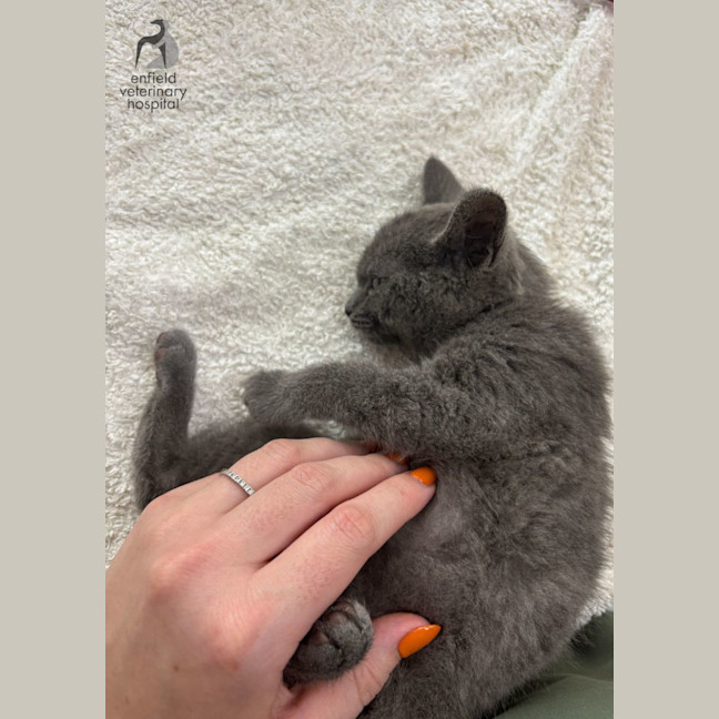 Photo of Stumpy Stella