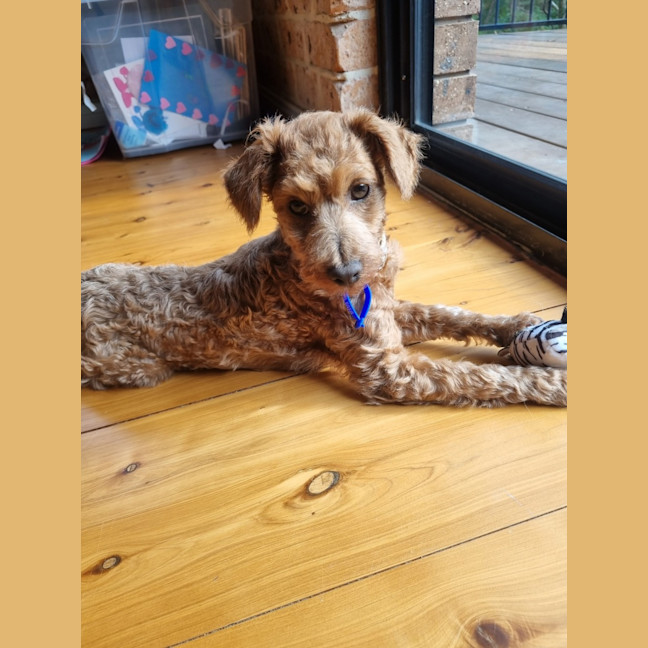 Photo of Dewey   4 Month Old Toy Poodle