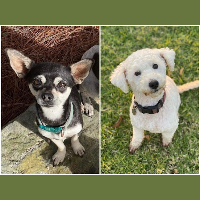 Photo of Kimba & Chilli (Bonded)